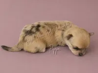 Pippa - AKC F Red Merle, a female Chihuahua for sale in Goodyear, AZ – 1 of 6