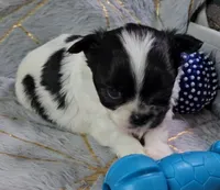 MICKEY, a male Chihuahua for sale in Goodyear, AZ – Photo 2 of 4