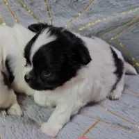 MICKEY, a male Chihuahua for sale in Goodyear, AZ – Photo 4 of 4