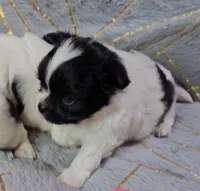 MICKEY, a male Chihuahua for sale in Goodyear, AZ – Photo 4 of 4