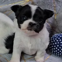 MICKEY, a male Chihuahua for sale in Goodyear, AZ – Photo 1 of 4