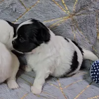 MICKEY, a male Chihuahua for sale in Goodyear, AZ – Photo 3 of 4