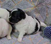 MICKEY, a male Chihuahua for sale in Goodyear, AZ – Photo 3 of 4