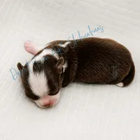 Ty - AKC CH Sired - 4#, a male Chihuahua for sale in Goodyear, AZ – 3 of 5