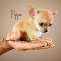 Tiny AKC Pippa - 3.5# Babygirl, a female Chihuahua for sale in Goodyear, AZ – 1 of 10