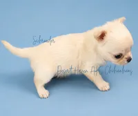 Schroeder - CH SIRED AKC, a male Chihuahua for sale in Goodyear, AZ – 8 of 10
