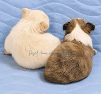 Schroeder - CH AKC, a male Chihuahua for sale in Goodyear, AZ – 4 of 6