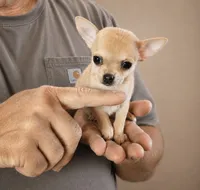 Tiny AKC Pippa - 3.5# Babygirl, a female Chihuahua for sale in Goodyear, AZ – 2 of 10