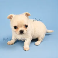 Schroeder - CH SIRED AKC, a male Chihuahua for sale in Goodyear, AZ – 6 of 10