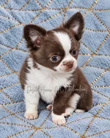 Ty - AKC CH Sired , a male Chihuahua for sale in Goodyear, AZ – 4 of 10