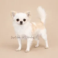 Crowne - AKC CH Sire & Dam, a female Chihuahua for sale in Goodyear, AZ – 8 of 8