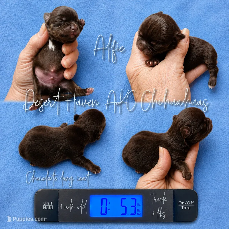 Alfie - CH Sired TINY AKC – Chihuahua puppy for sale in Goodyear, AZ