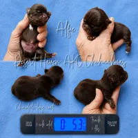 Alfie - CH Sired TINY AKC, a male Chihuahua for sale in Goodyear, AZ – 1 of 3