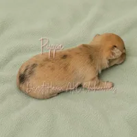 FULL AKC Pippa - small merle , a female Chihuahua for sale in Goodyear, AZ – 4 of 10
