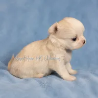 Creed - CH Sired AKC 4#, a male Chihuahua for sale in Goodyear, AZ – 2 of 6