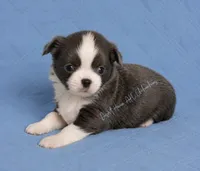 Trout - CH Sired AKC Blue, a male Chihuahua for sale in Goodyear, AZ – 1 of 5