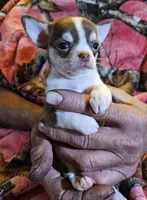 Chocolate & White SC ♀️, a female Chihuahua for sale in Goodyear, AZ – Photo 5 of 5
