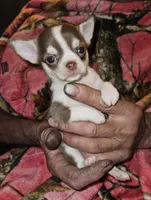 Chocolate & White SC ♀️, a female Chihuahua for sale in Goodyear, AZ – Photo 2 of 5