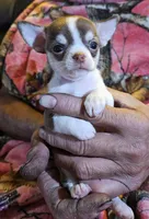 Chocolate & White SC ♀️, a female Chihuahua for sale in Goodyear, AZ – Photo 1 of 5