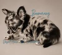 Boomerang AKC Silver Merle, a male Chihuahua for sale in Goodyear, AZ – 2 of 10