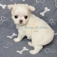 CH Sired Creed • FULL AKC 4# LC, a male Chihuahua for sale in Goodyear, AZ – 3 of 10