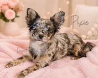Pixie FULL AKC , a female Chihuahua for sale in Goodyear, AZ – 4 of 6