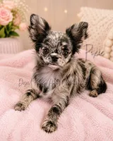 Pixie FULL AKC , a female Chihuahua for sale in Goodyear, AZ – 2 of 6