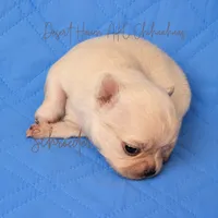 Schroeder - AKC CH Sired, a male Chihuahua for sale in Goodyear, AZ – 3 of 5