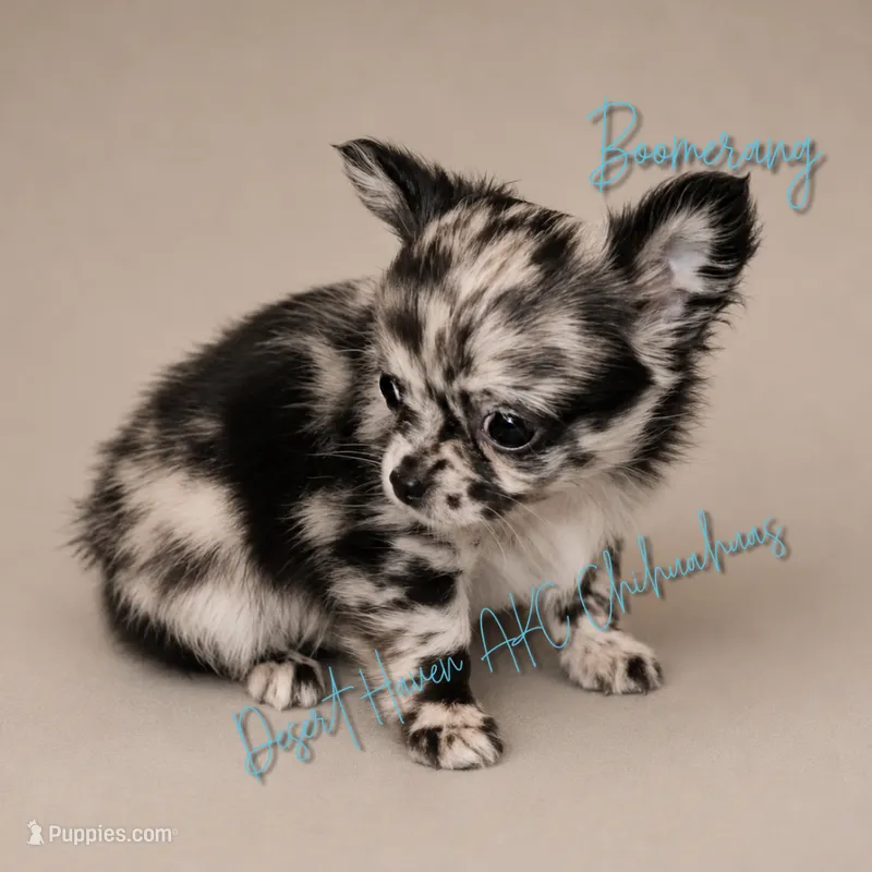 Boomerang AKC Silver Merle – Chihuahua puppy for sale in Goodyear, AZ