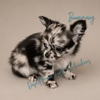 Boomerang AKC Silver Merle, a male Chihuahua for sale in Goodyear, AZ – 1 of 10