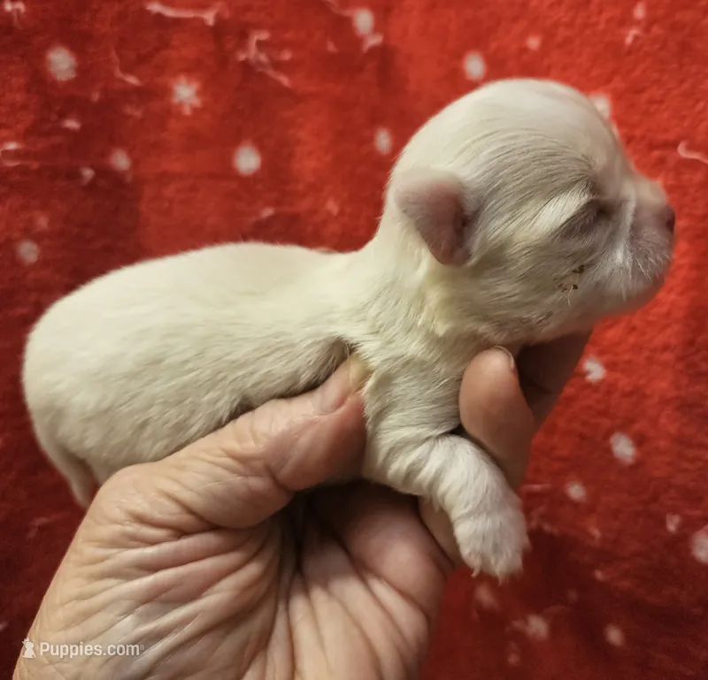 White Cream Long Coat female  – Chihuahua puppy for sale in Goodyear, AZ