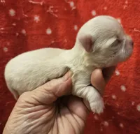 White Cream Long Coat female , a female Chihuahua for sale in Goodyear, AZ – 1 of 6