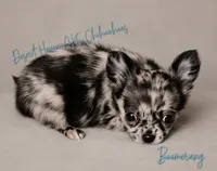 Boomerang AKC Silver Merle, a male Chihuahua for sale in Goodyear, AZ – 3 of 10