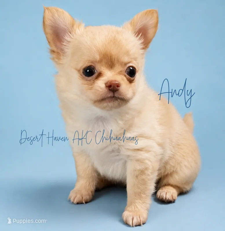 Andy - AKC *hidden merle – Chihuahua puppy for sale in Goodyear, AZ