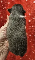 Blue minimal White Long Coat male , a male Chihuahua for sale in Goodyear, AZ – 4 of 5