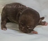 Ava - AKC - Import lines, a female Chihuahua for sale in Goodyear, AZ – 4 of 8