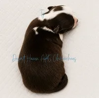 Ty - AKC CH Sired - 4#, a male Chihuahua for sale in Goodyear, AZ – 5 of 5
