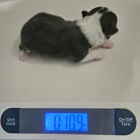 Irish marked Blue LC male , a male Chihuahua for sale in Goodyear, AZ – 3 of 6