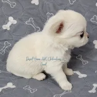 CH Sired Creed • FULL AKC 4# LC, a male Chihuahua for sale in Goodyear, AZ – 2 of 10