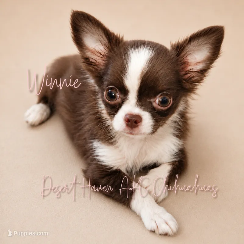 Winnie - AKC under 3# – Chihuahua puppy for sale in Goodyear, AZ