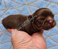 Fudge • AKC Perfect Pet, a male Chihuahua for sale in Goodyear, AZ – 2 of 5