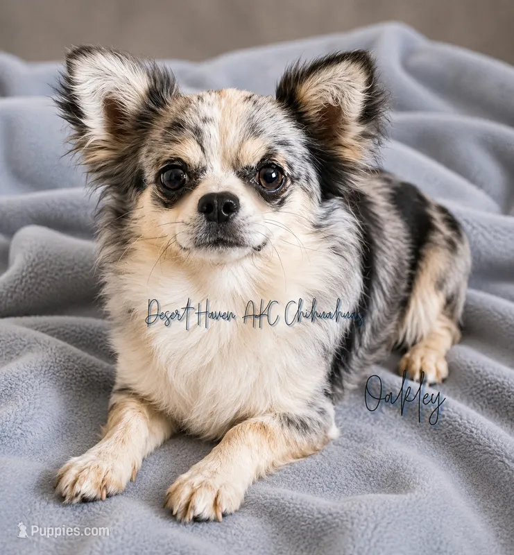 Oakley • CH Sired FULL AKC – Chihuahua puppy for sale in Goodyear, AZ