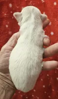 White Cream Long Coat female , a female Chihuahua for sale in Goodyear, AZ – 4 of 6