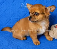 Milo - AKC , a male Chihuahua for sale in Goodyear, AZ – 2 of 4