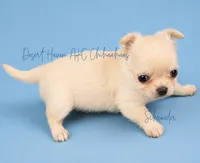 Schroeder - CH SIRED AKC, a male Chihuahua for sale in Goodyear, AZ – 5 of 10