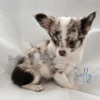 Sully -  Full AKC, a male Chihuahua for sale in Goodyear, AZ – 3 of 8