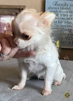 Katie Fawn and White LC MINI ♀️, a female Chihuahua for sale in Goodyear, AZ – 2 of 5