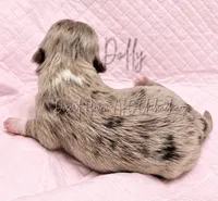 Dolly - AKC LC Female, a female Chihuahua for sale in Goodyear, AZ – 3 of 5