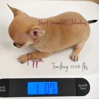Tiny AKC Pippa - 3.5# Babygirl, a female Chihuahua for sale in Goodyear, AZ – 3 of 10