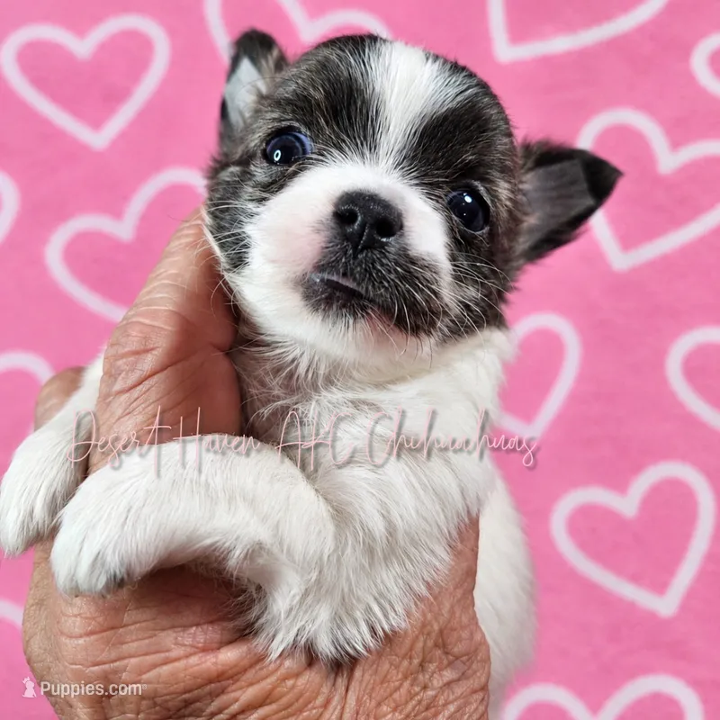 Tiara - AKC CH Sire & CH Dam – Chihuahua puppy for sale in Goodyear, AZ